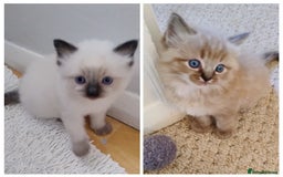 Ragdoll cats for sale: Sweet natured pure bred Ragdoll kittens  - Image 2