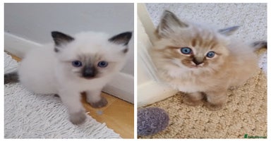 Ragdoll cats - Advert 16