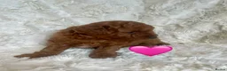 Cavapoo dogs for sale: BEAUTIFUL TOY CAVAPOO PUPPIES DNA TESTED PARENTS - Advert 9