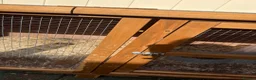 Guinea Pig rodents for sale: Guinea pig with a big cage in Leighton Buzzard - Advert 4
