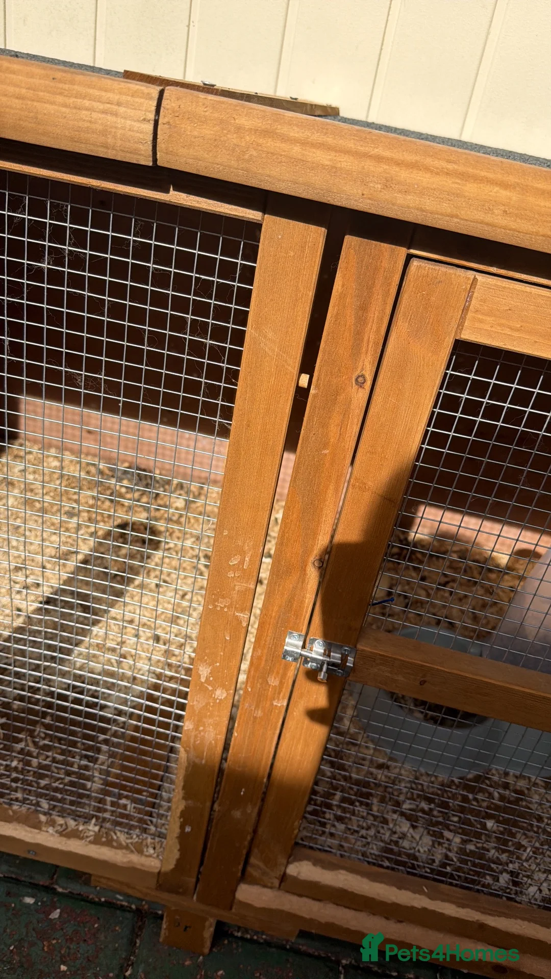 Guinea Pig rodents for sale: Guinea pig with a big cage in Leighton Buzzard - Advert 4