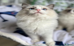 Ragdoll cats for sale: Bicolour Ragdoll Kittens Ready To Go in Castleford - Image 7