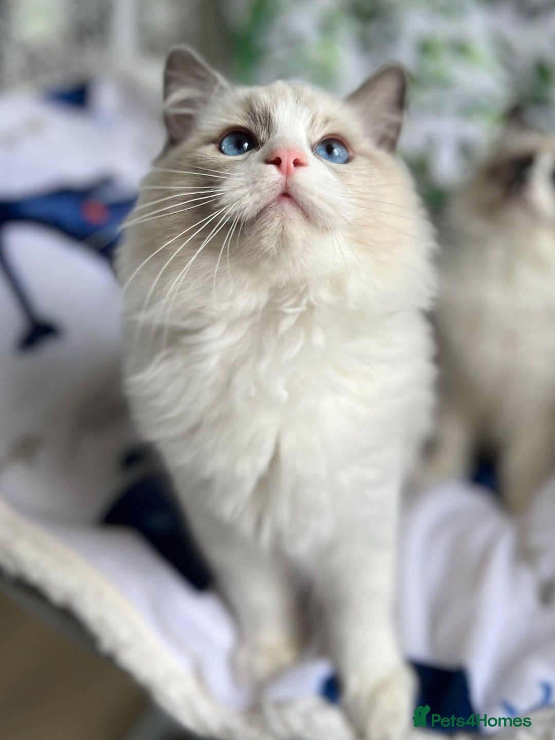 Ragdoll cats for sale: Bicolour Ragdoll Kittens Ready To Go in Castleford - Image 7