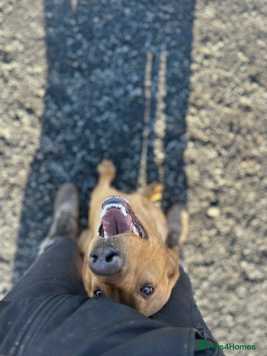 Cockerdor dogs for sale: Cockerdor puppies - Advert 9