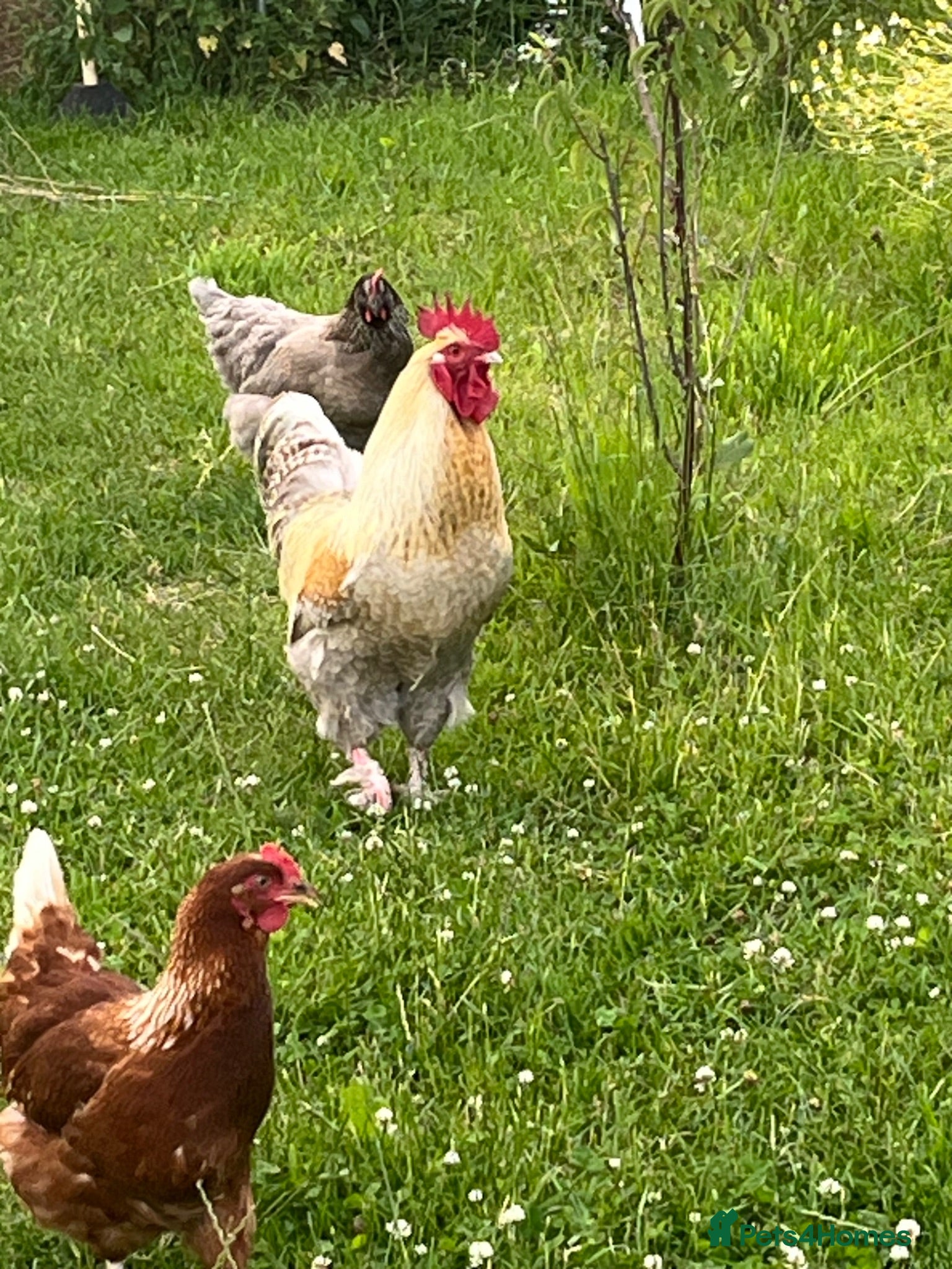 Chickens poultry Cockeral - Advert 2
