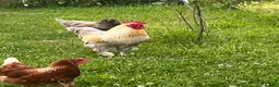 Chickens poultry for sale: Cockeral in Leicester - Advert 1