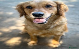 Golden Retriever dogs for sale: KC/FCI Well-Bred, Health CERTIFICATED,DAD CHAMPION - Image 12