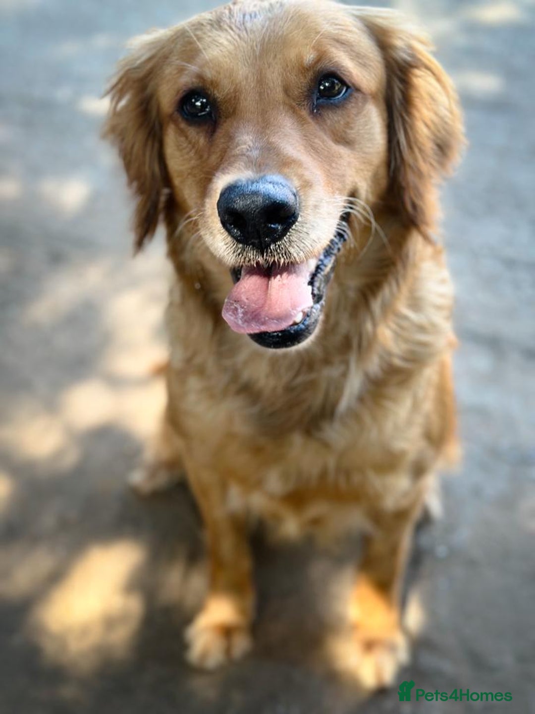 Golden Retriever dogs for sale: KC/FCI Well-Bred, Health CERTIFICATED,DAD CHAMPION - Image 12