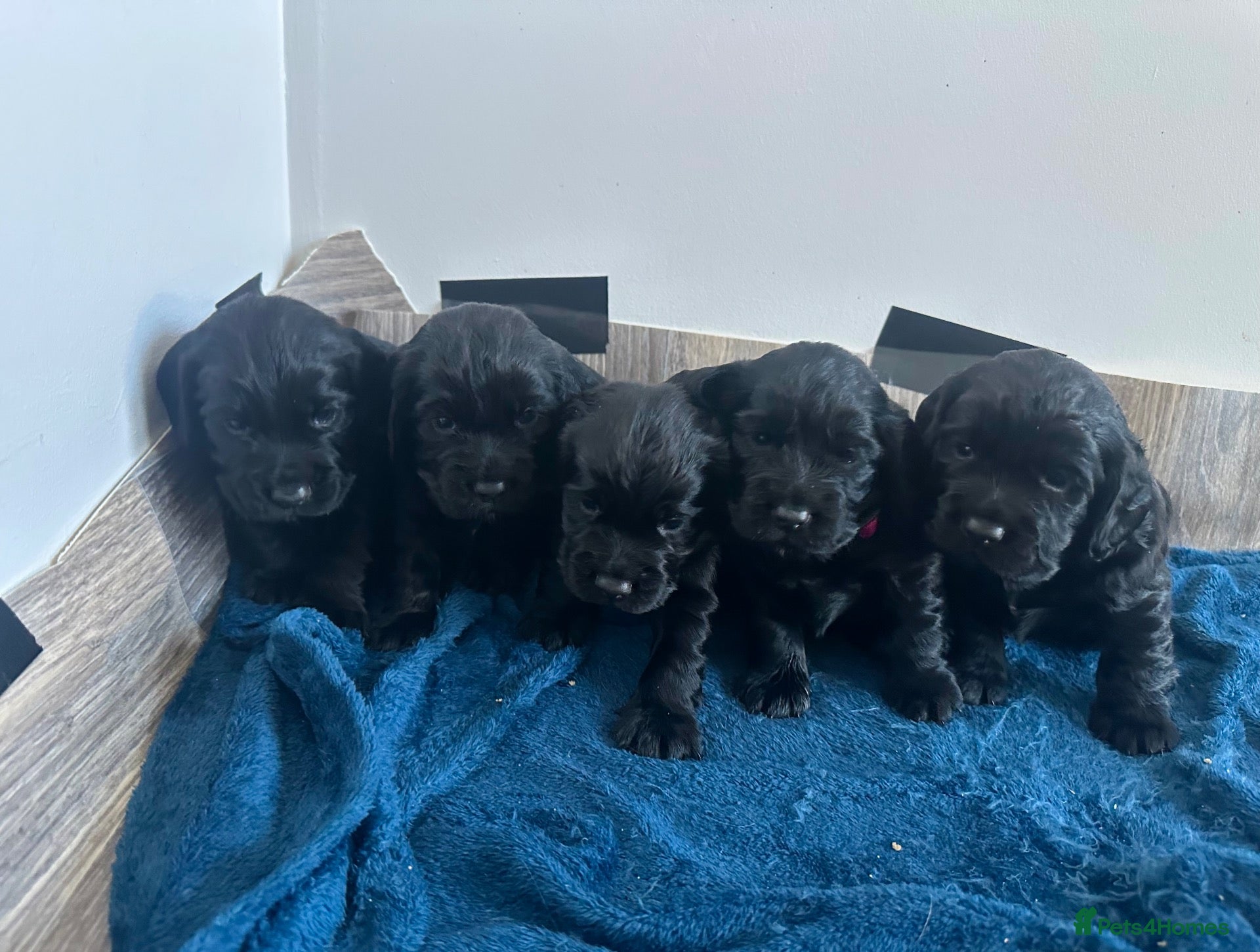 Cocker Spaniel dogs Gorgeous KC Cocker Spaniel Pups - Advert 2