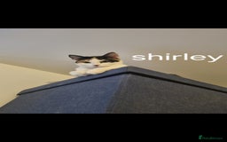 Domestic Shorthair cats for sale: 3 kittens 2 adults for sale  - Image 1