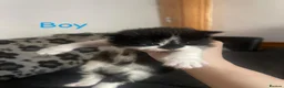 Mixed Breed cats for sale: Kittens for sale  in Oldham - Advert 7