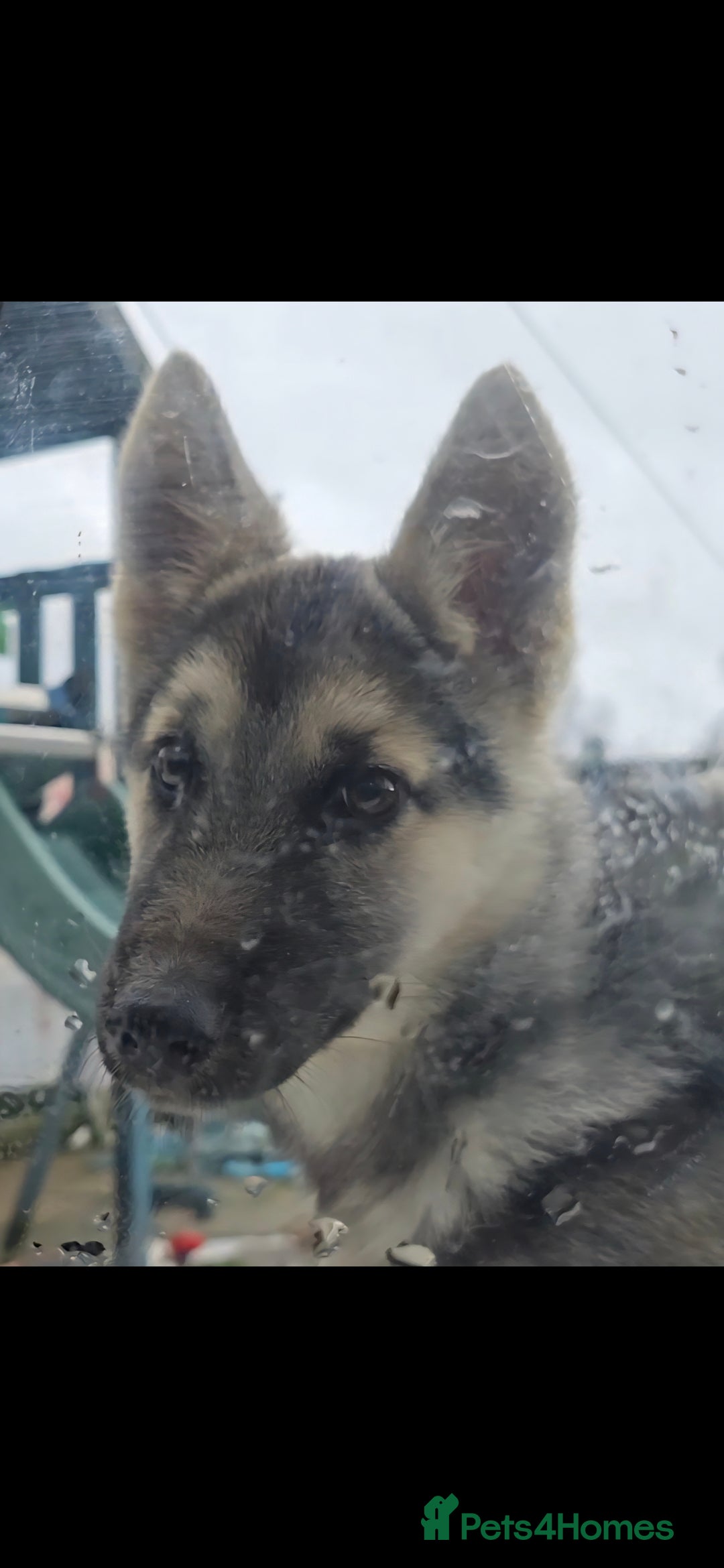 Mixed Breed dogs for sale: Female Shepkita Puppy - Advert 20