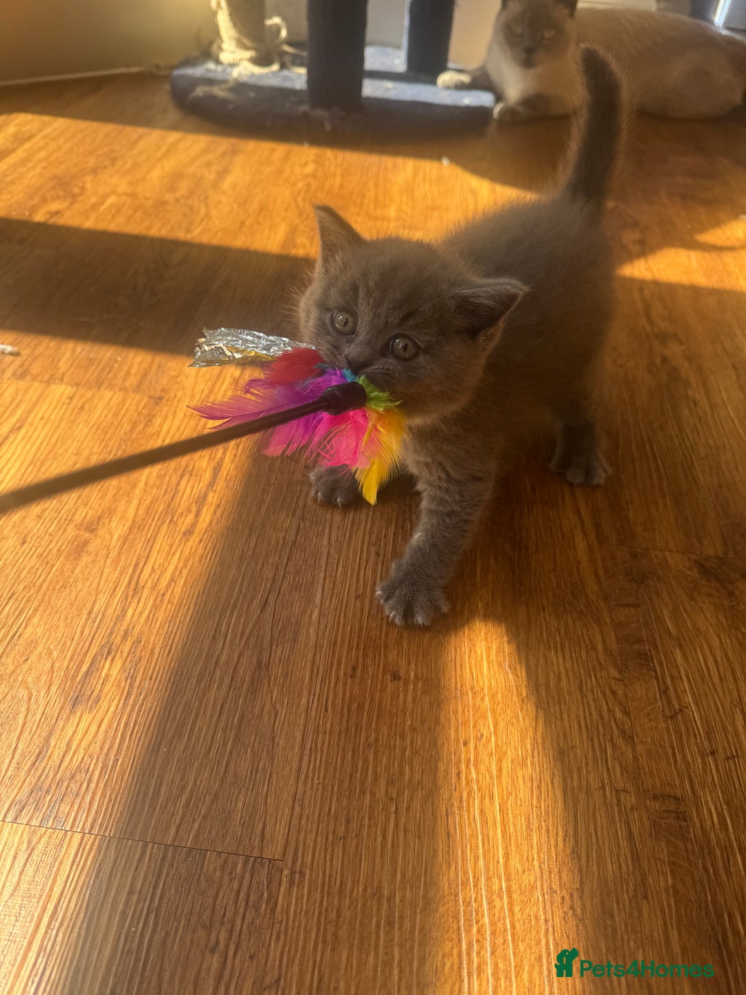 British Shorthair cats for sale: Beautiful British Shorthair Kittens  - Image 6