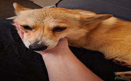 Welsh Corgi Pembroke dogs for sale: Cute socialised corgi - Image 2