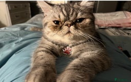 Persian cats for sale: 4 year old Persian male - Image 1