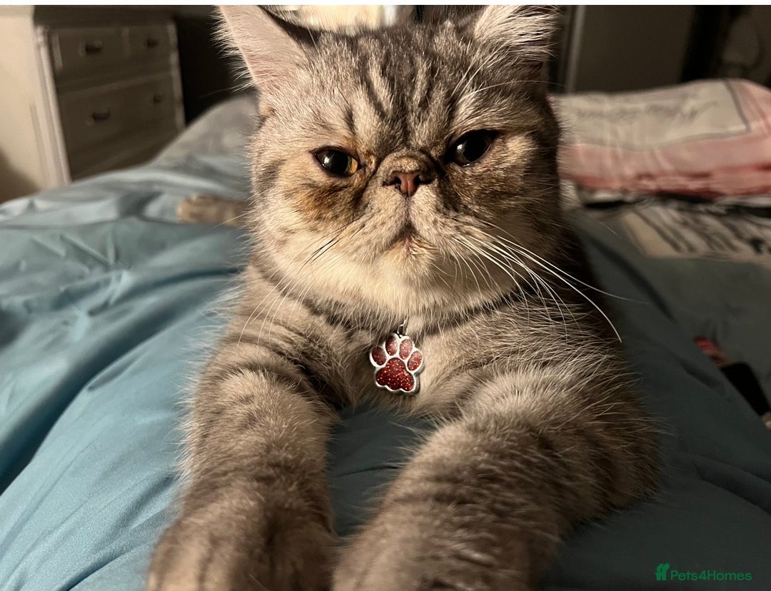 Persian cats for sale: 4 year old Persian male - Image 1