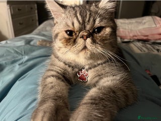 Persian cats for sale - Advert 1