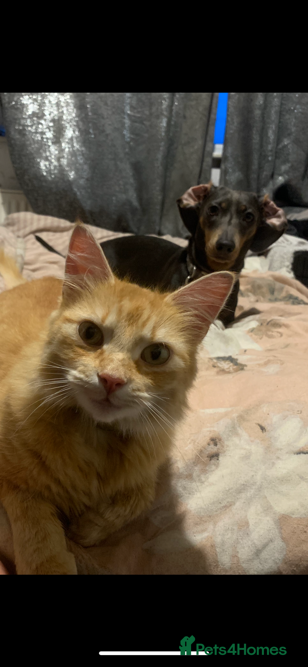 Miniature Dachshund dogs for sale: Miniature dachshund  - Image 6
