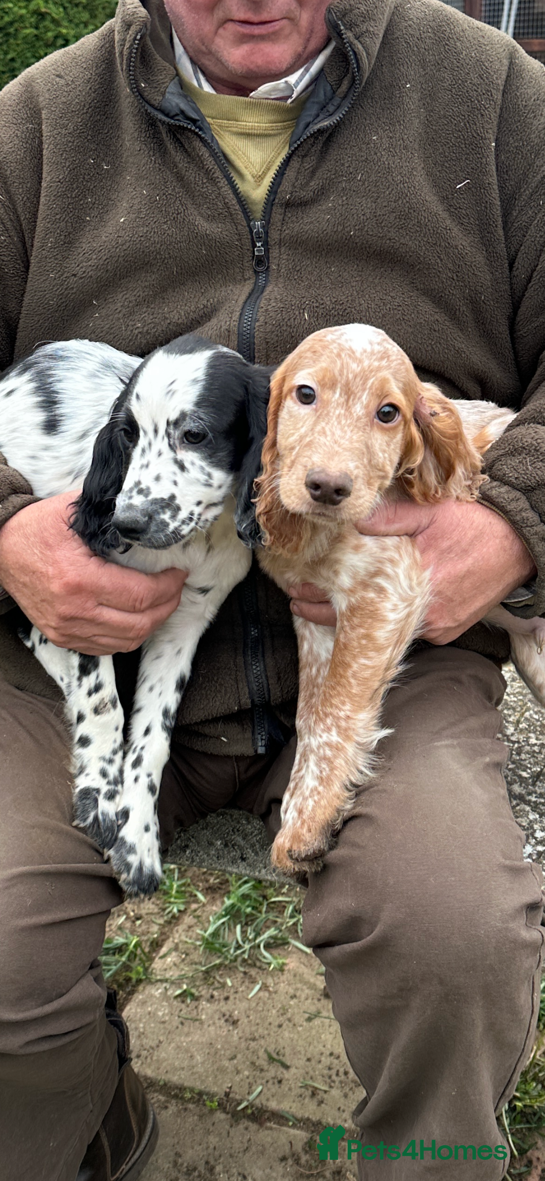 Cocker Spaniel dogs for sale: Working cocker spaniels puppies  - Image 24