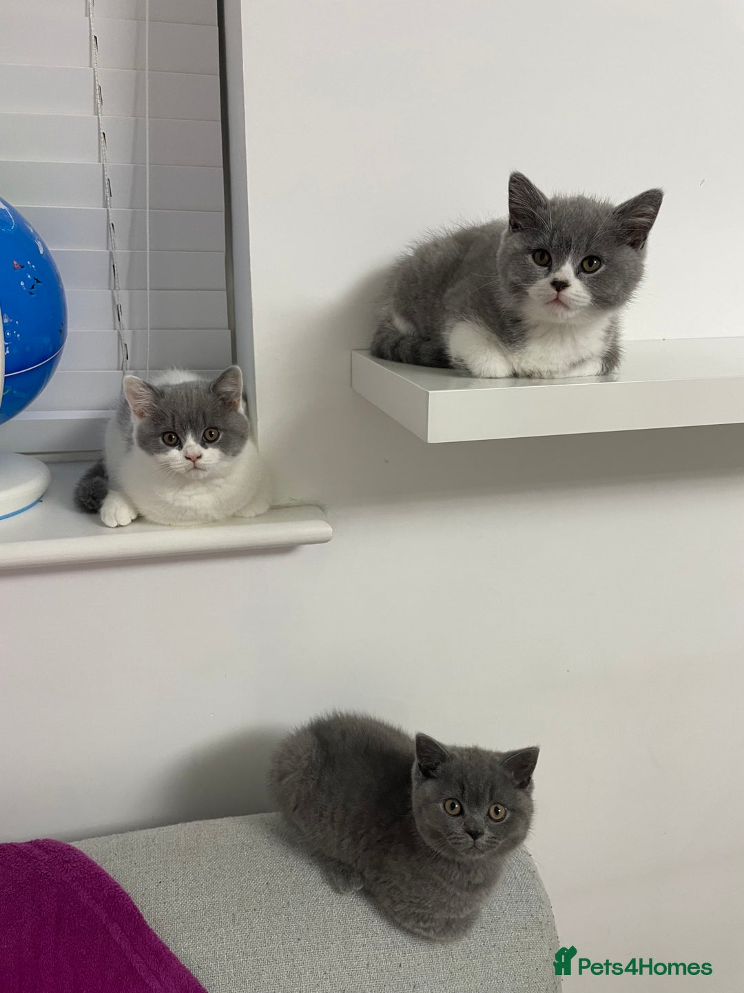 British Shorthair cats for sale: GCCF Kittens Ready to Join Their New Families  - Advert 6