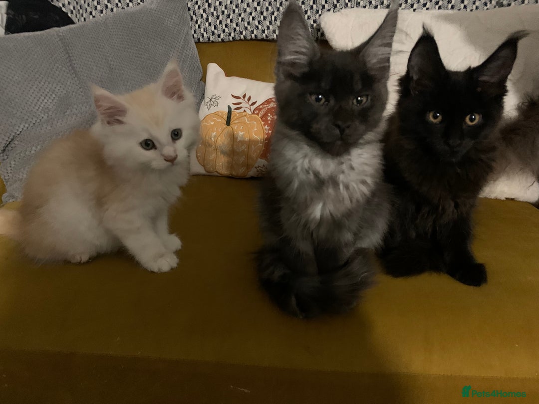 Maine Coon cats for sale: Stunning championship Maine coons for sale - Image 6