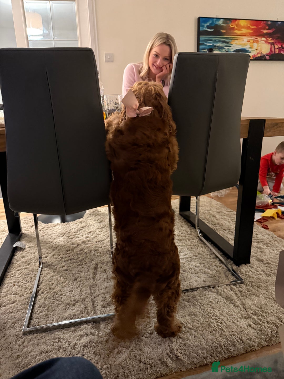 Cocker Spaniel dogs for sale: Cocker Spaniel (6 years old) - Free - Advert 3