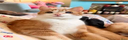 Mixed Breed cats for sale: Lovely Toast - Please Read Description  - Advert 4