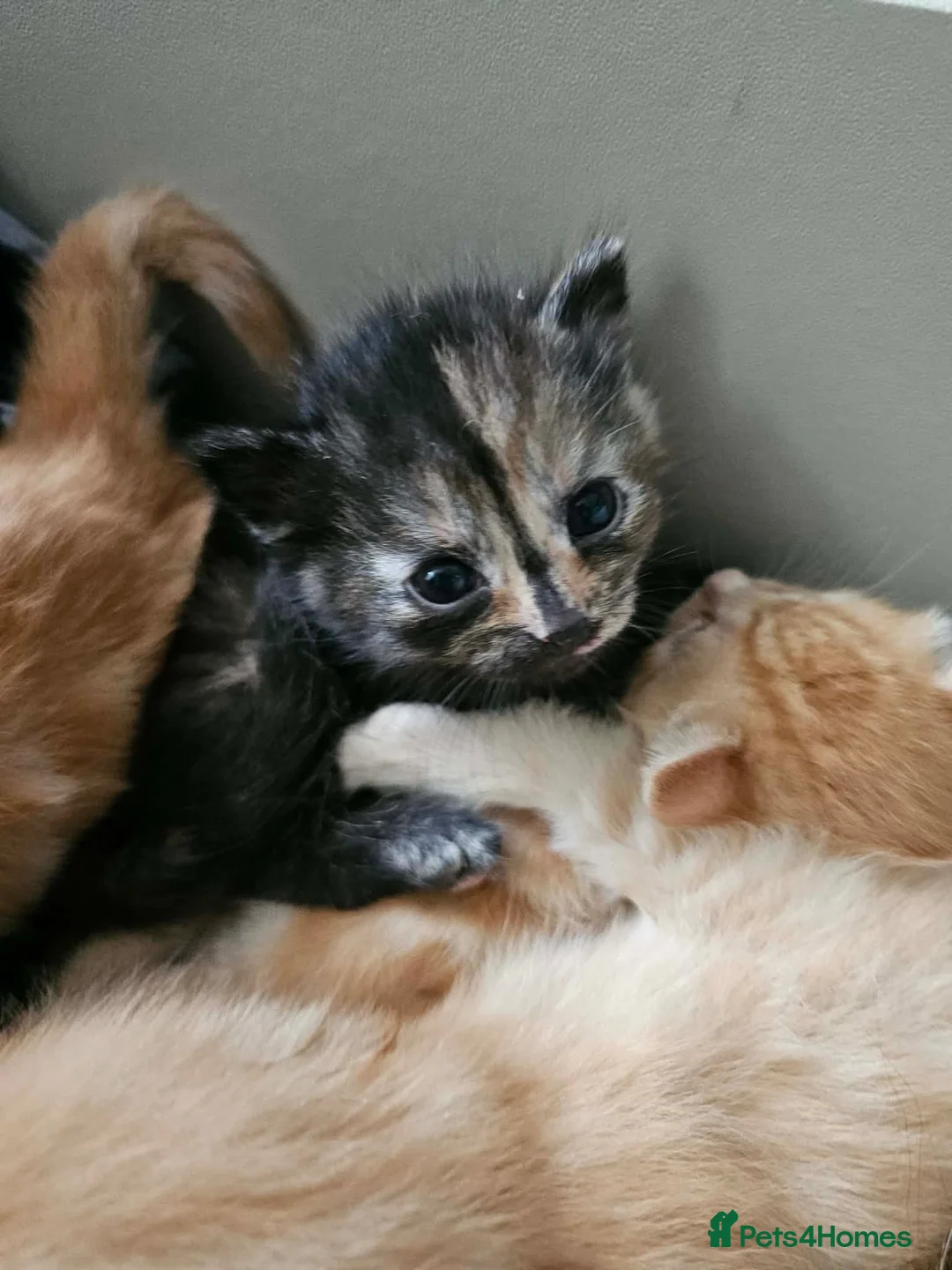 Mixed Breed cats for sale: Tortoise shell/Ginger kittens - Advert 2