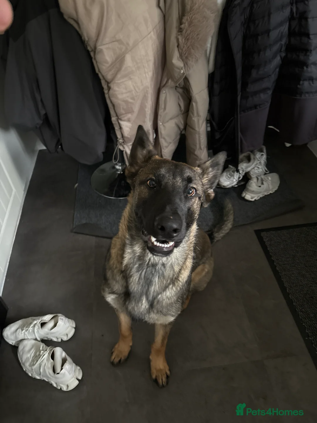 Belgian Shepherd Dog dogs for sale: Belgian Mali 9month old for sale - Advert 2