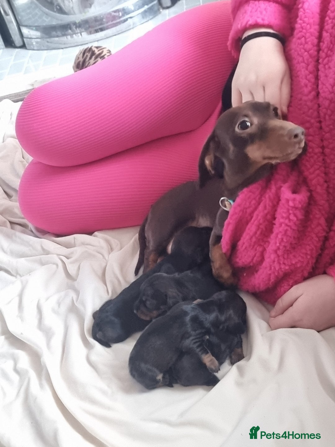 Miniature Dachshund dogs for sale: miniture dachshund - Advert 7