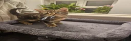 American Shorthair cats for sale: Kittens for sale  - Advert 2
