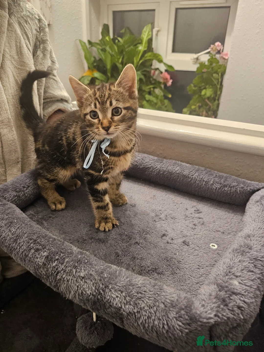 American Shorthair cats for sale: Kittens for sale  - Advert 2