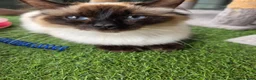 Ragdoll cats for sale: GCCF registered stunning girls available!  - Advert 29