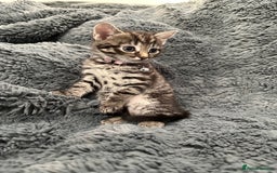 Mixed Breed cats for sale: 7 friendly kittens looking for forever homes - Image 8