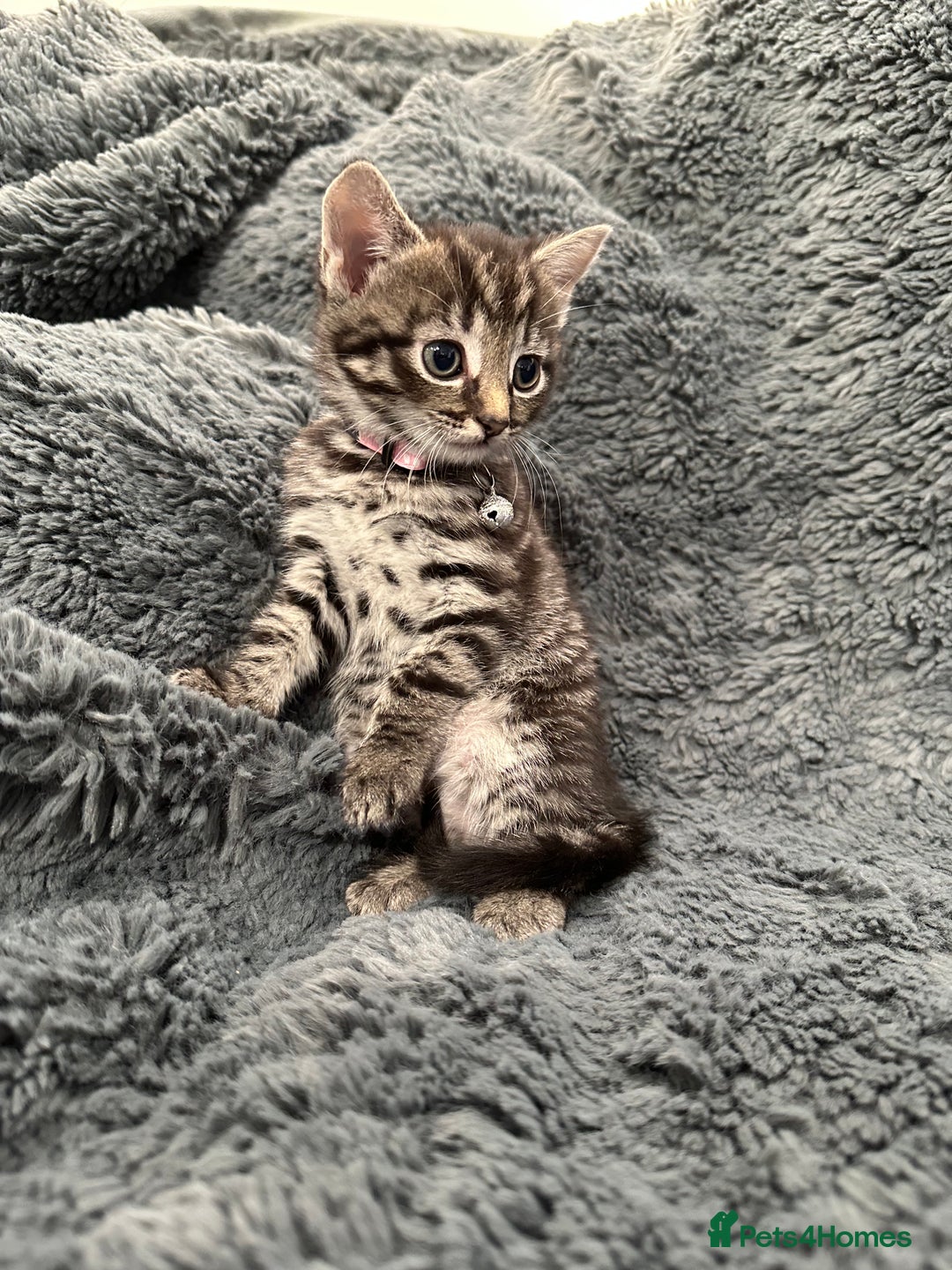 Mixed Breed cats for sale: 7 friendly kittens looking for forever homes - Image 8