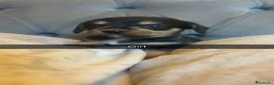 Jackshund Puppy 7