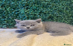 British Shorthair cats for sale: 💕British Shorthair Blue Kittens💕 - Image 25