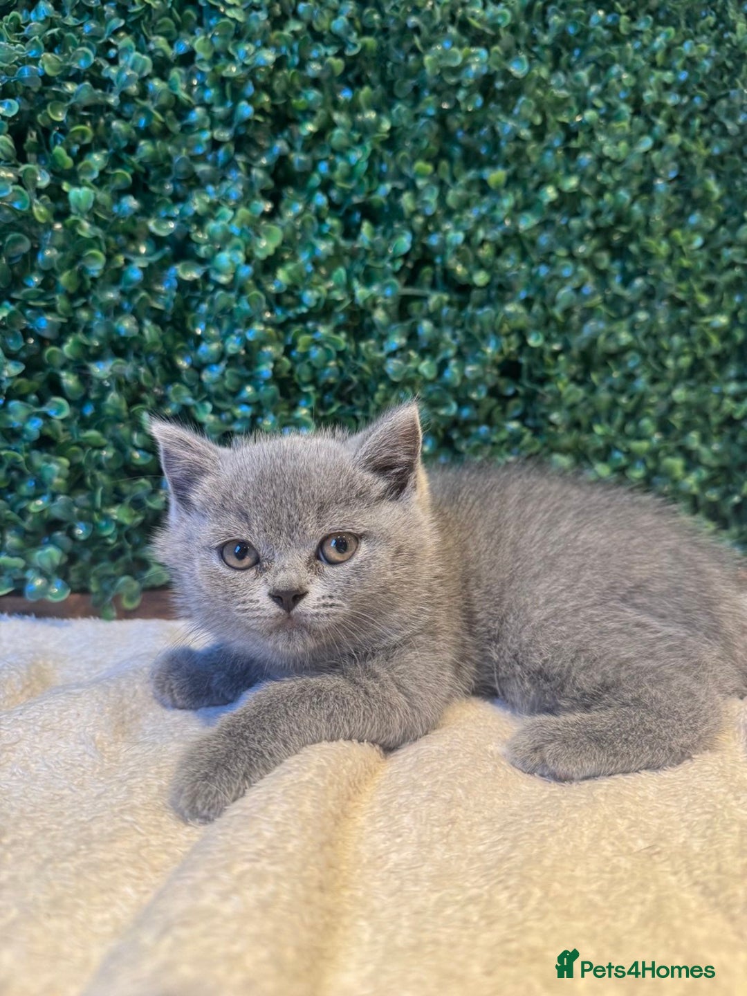 British Shorthair cats for sale: 💕British Shorthair Blue Kittens💕 - Image 25