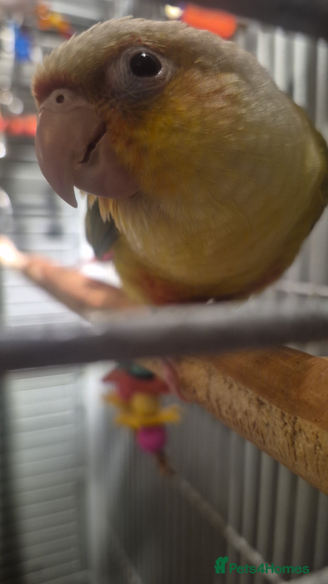 Conures birds for sale: Hand reared Male Conure 4 months old  - Advert 3