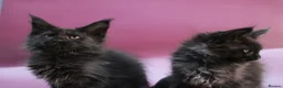 Maine Coon cats for sale: 🔥Black & Smoke Maine Coon Kittens🔥 - Advert 6