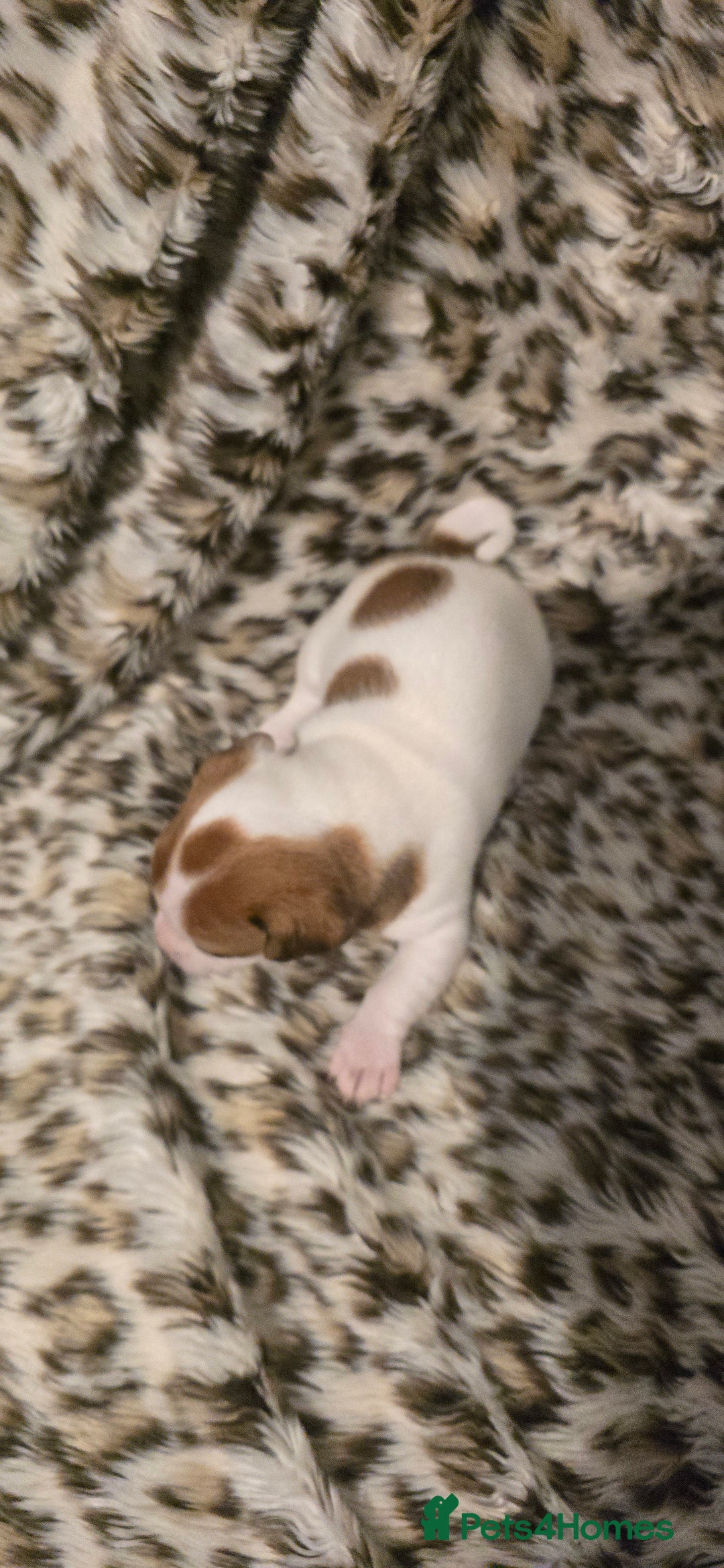 Jack Russell dogs for sale: Miniature jackrussel  - Advert 6