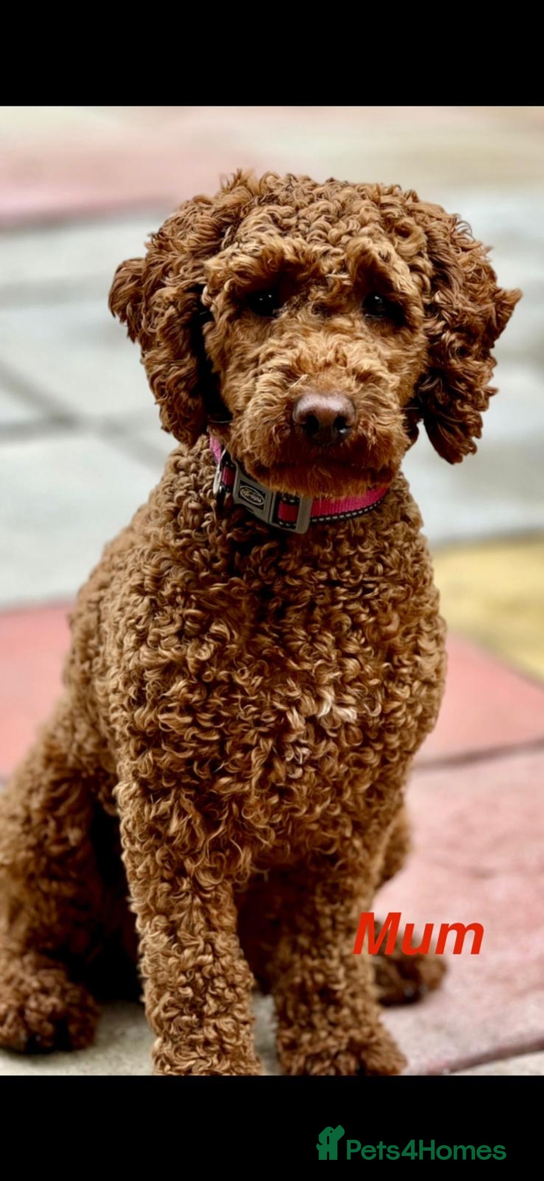 Cavapoo dogs for sale: Cavapoo Puppies-Perfect Family Companions - Advert 15