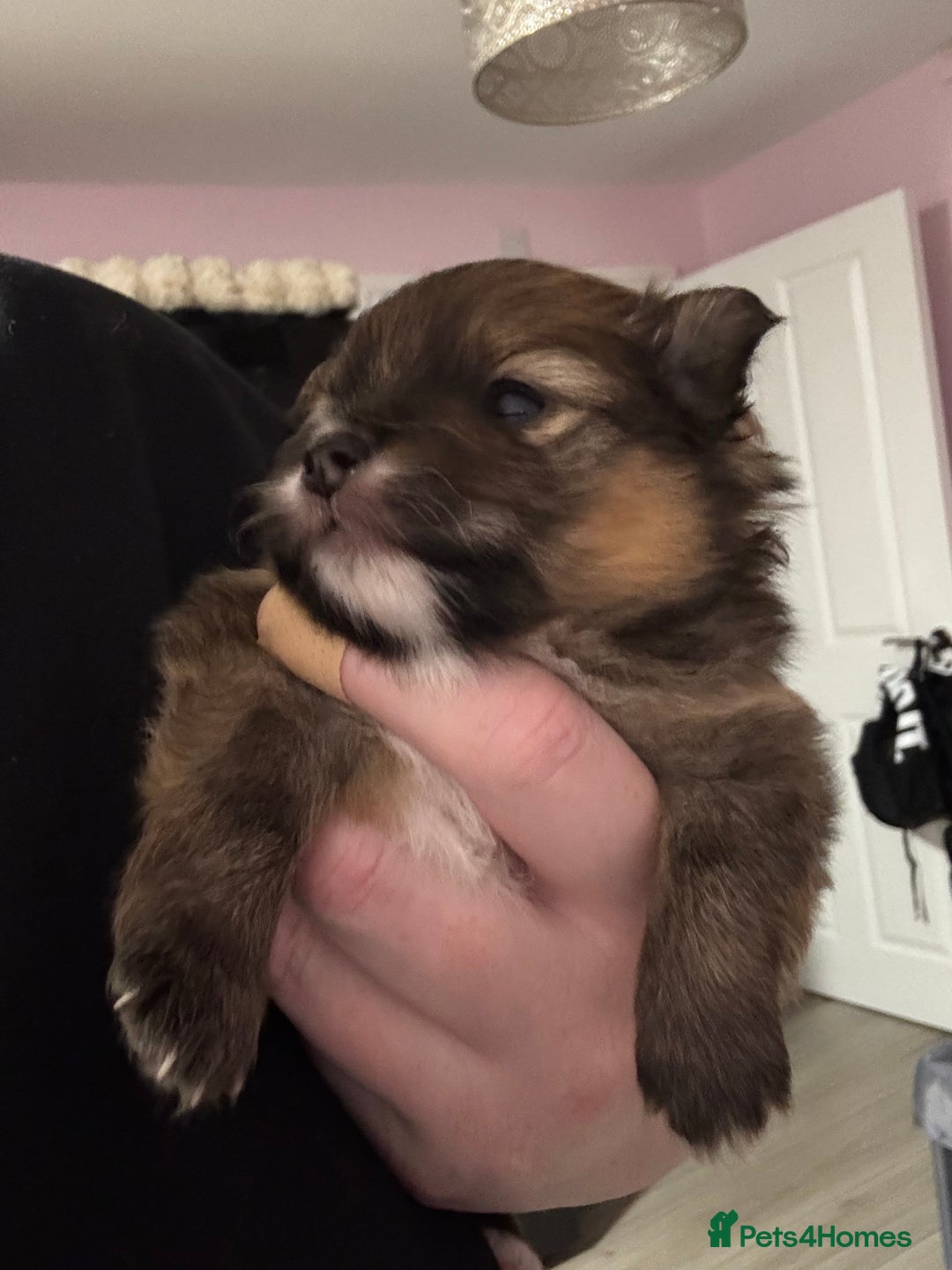 Pomeranian dogs for sale: Pure bread teddy bear face trio Pomeranian puppy - Advert 1