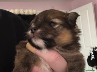 Pomeranian dogs Pure bread teddy bear face trio Pomeranian puppy - Advert 11
