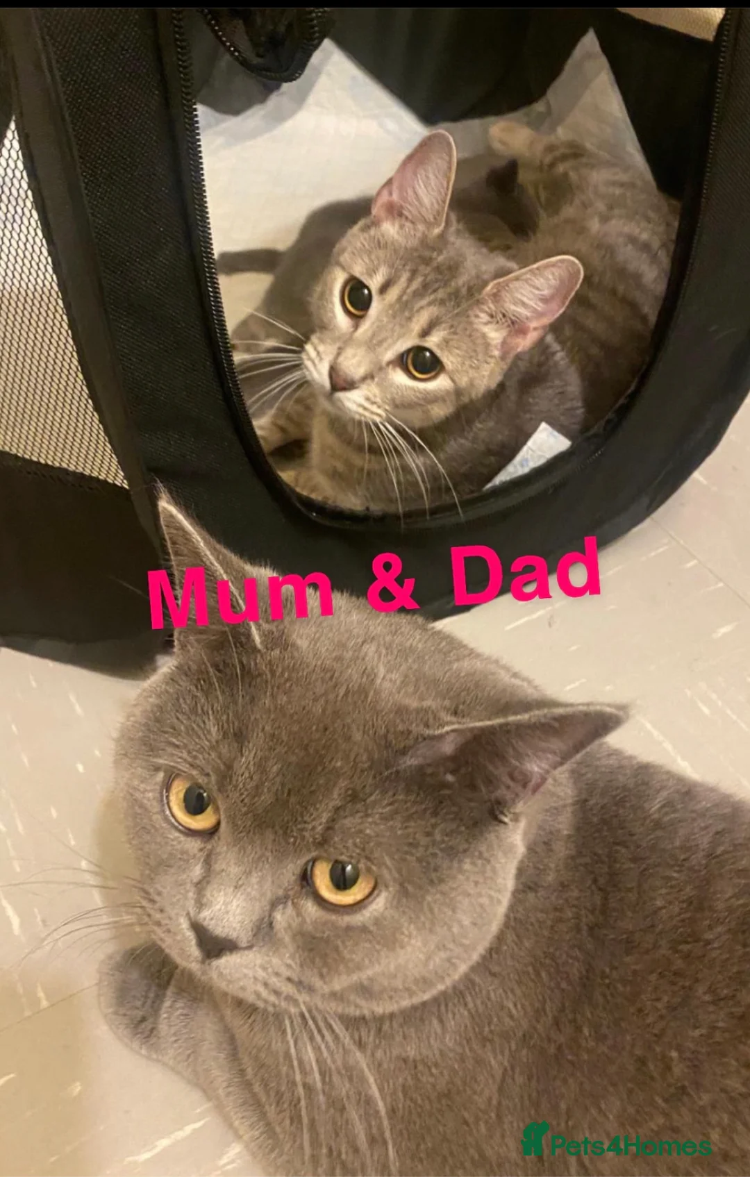 British Shorthair cats for sale: 2 stunning British Shorthair kittens for sale  - Advert 8