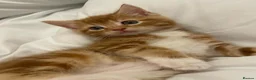 Mixed Breed cats for sale: Beautiful kittens for sale  - Advert 1