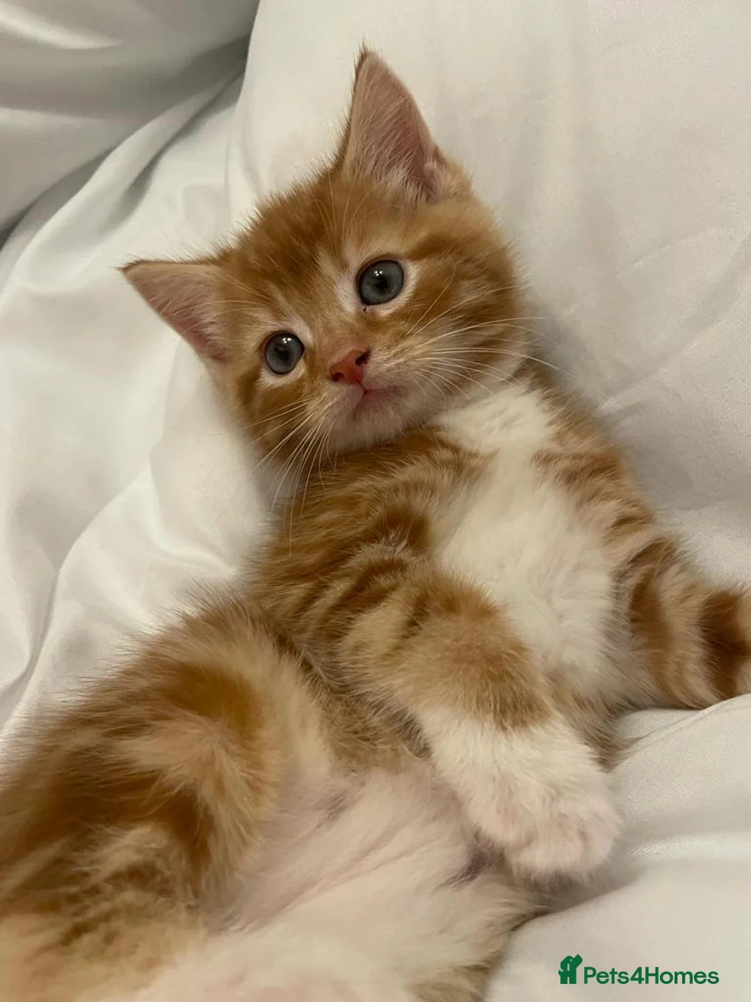 Mixed Breed cats for sale: Beautiful kittens for sale  - Advert 1