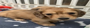 Dachshund Puppy 3