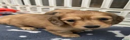 Dachshund dogs for sale: Mini Long haire Dachu - Advert 8
