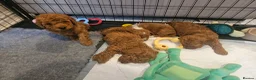 Maltipoo dogs for sale: F1B maltipoo puppys - Advert 8